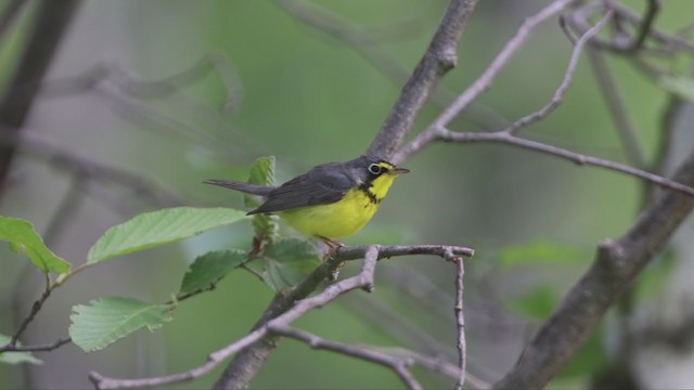 Canada Warbler - ML348465231