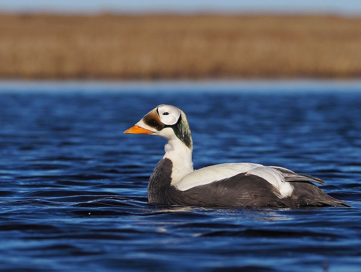 Spectacled Eider - ML348467031