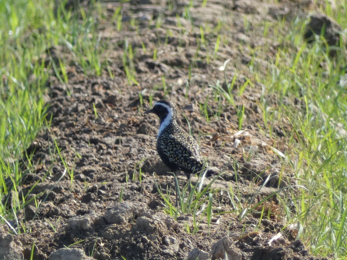 American Golden-Plover - ML348467541