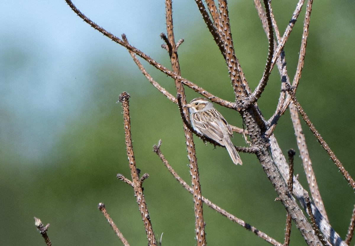 Clay-colored Sparrow - Kevin Couture