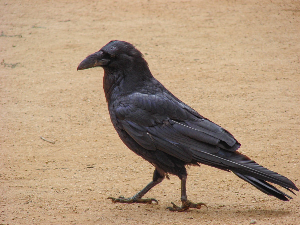 Common Raven - ML348472541