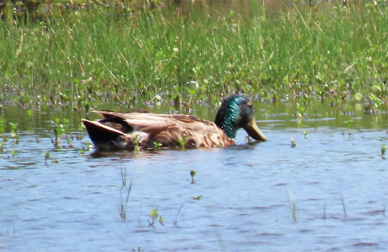 Mallard - ML348472901