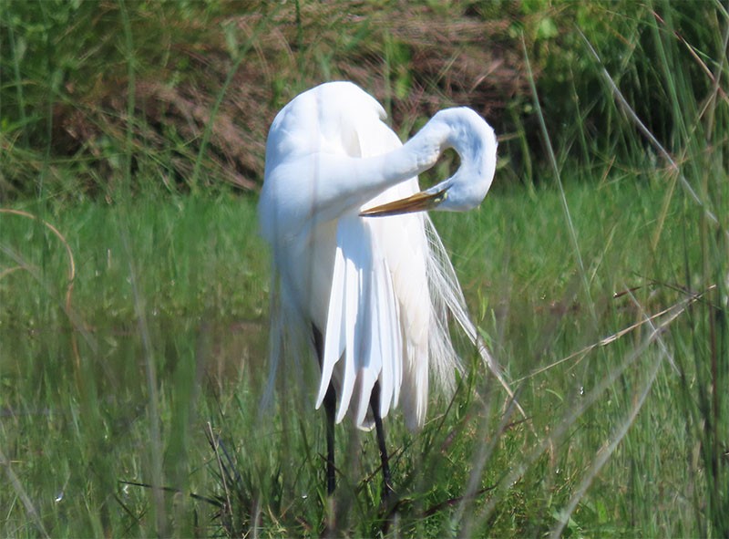 Great Egret - Karen Lebing