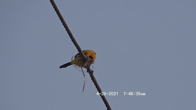 Oriole à gros bec - ML348473271