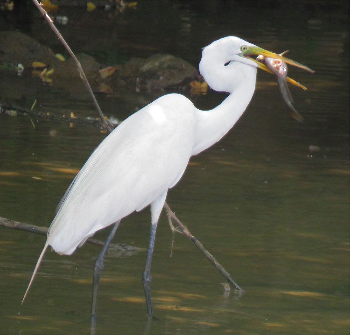 Great Egret - ML348473371