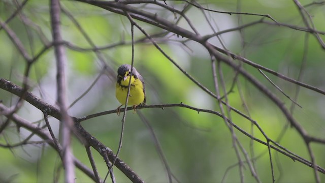 Canada Warbler - ML348473681