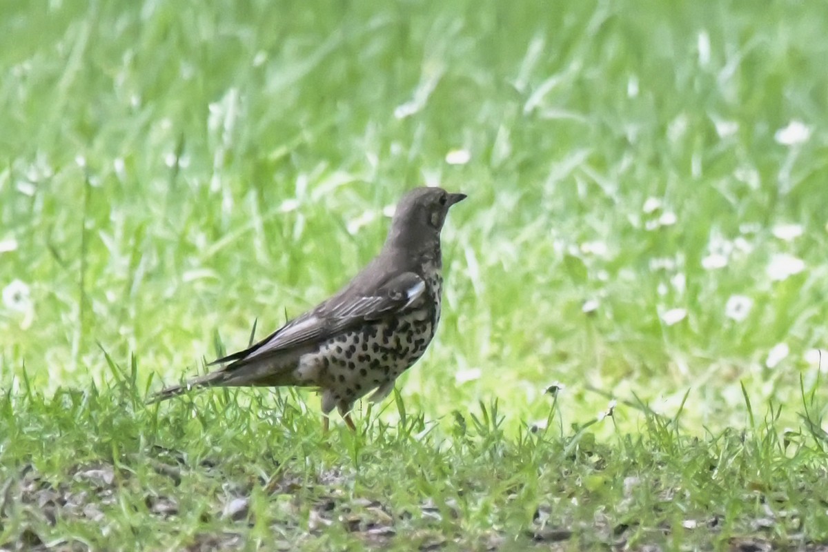 Mistle Thrush - ML348473741