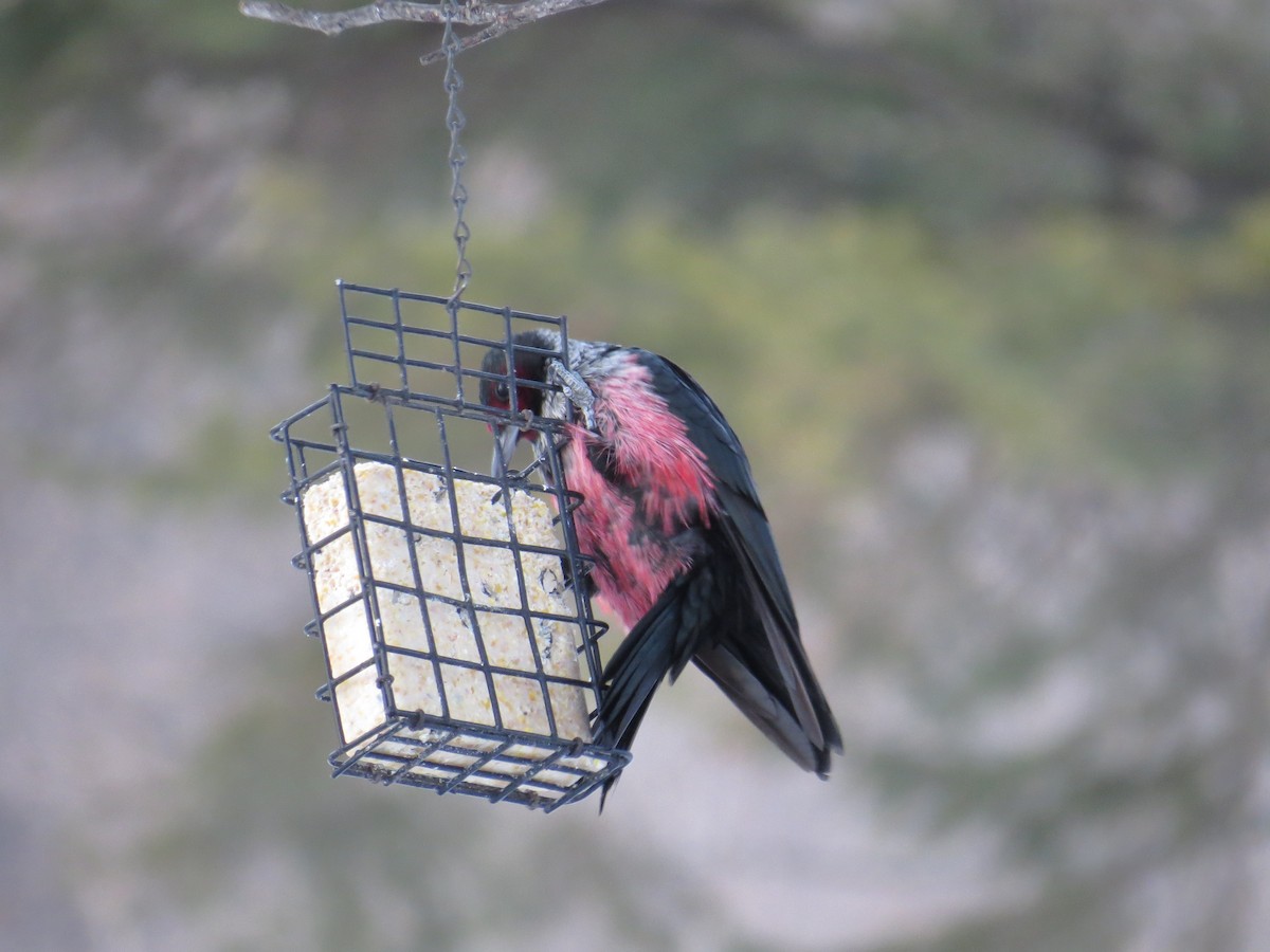 Lewis's Woodpecker - ML348474481