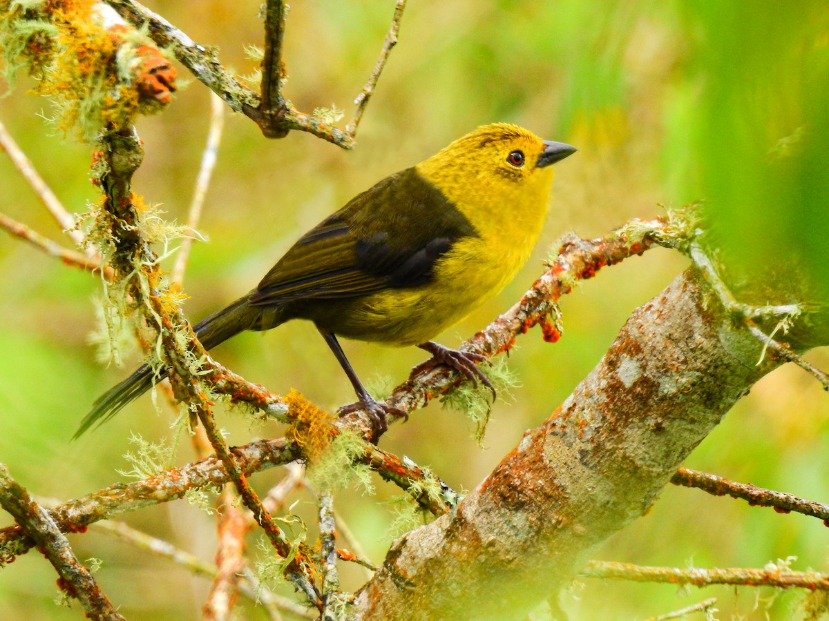 Yellow-headed Brushfinch - ML348475001