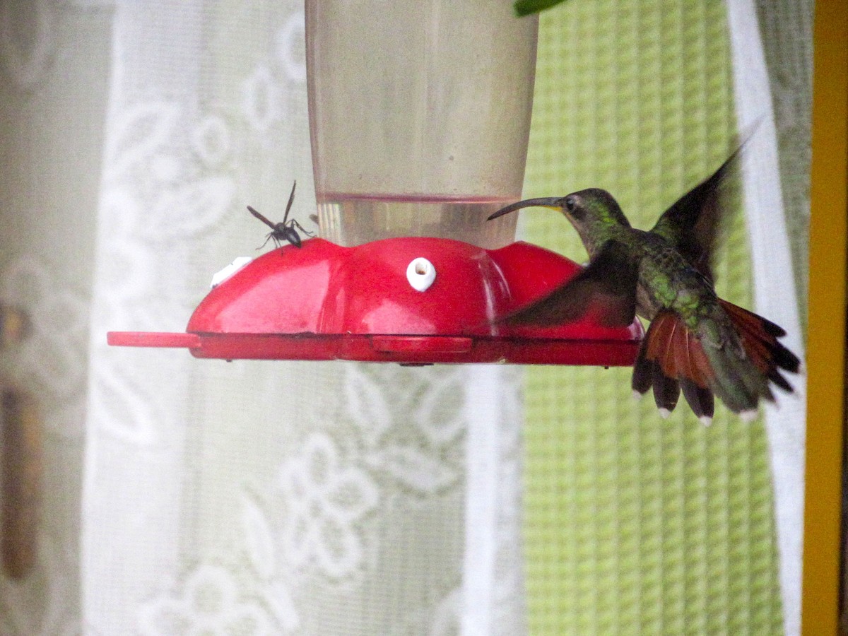 kolibřík ryšavoocasý - ML348475921