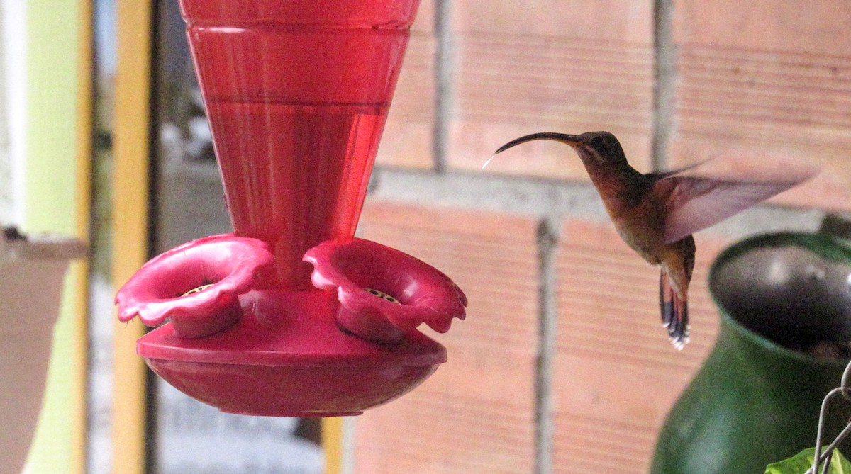 kolibřík ryšavoocasý - ML348476211