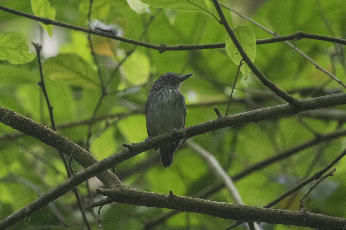 Spot-crowned Antvireo - ML348477011