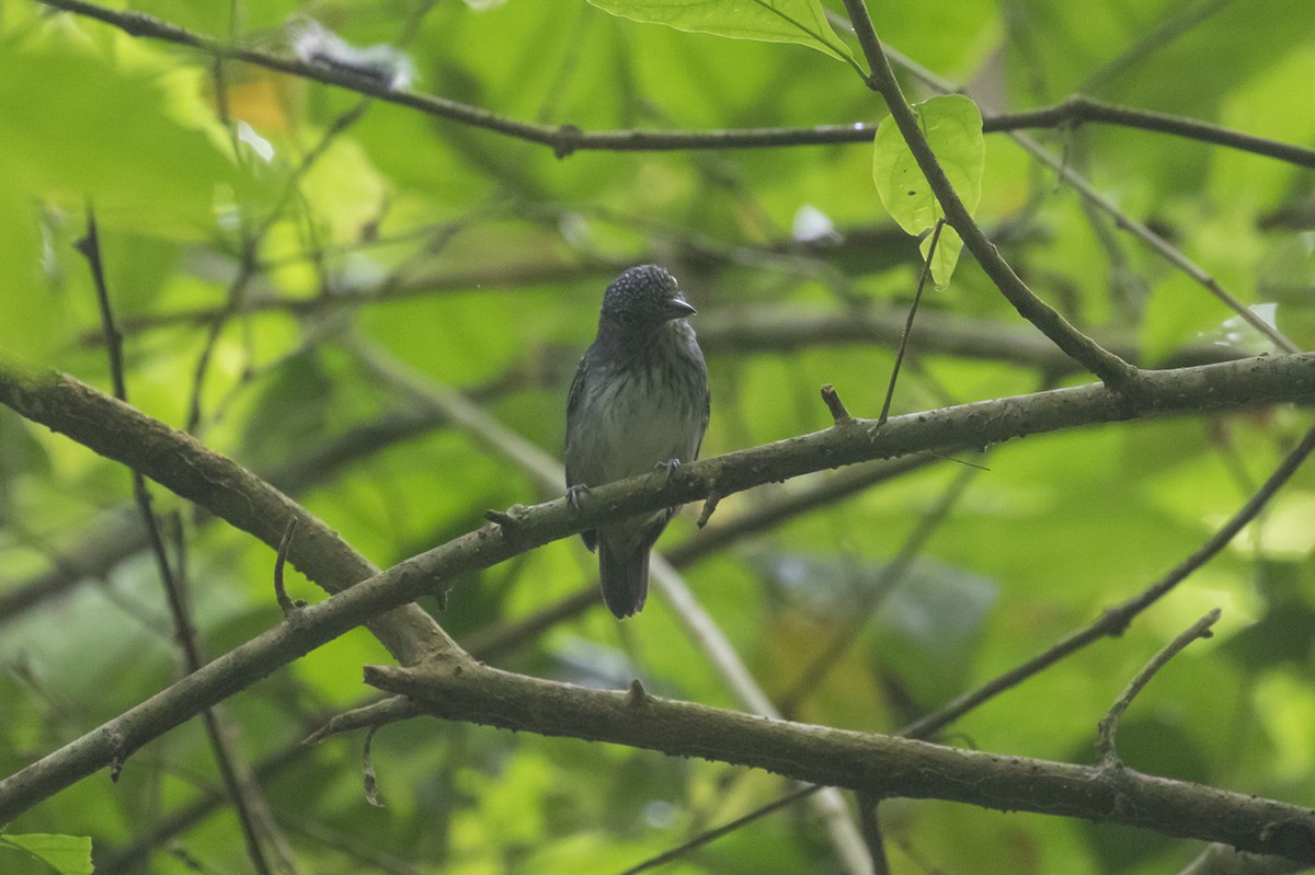 Spot-crowned Antvireo - ML348477021