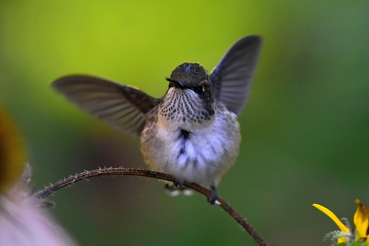 Ruby-throated Hummingbird - Joel Trick