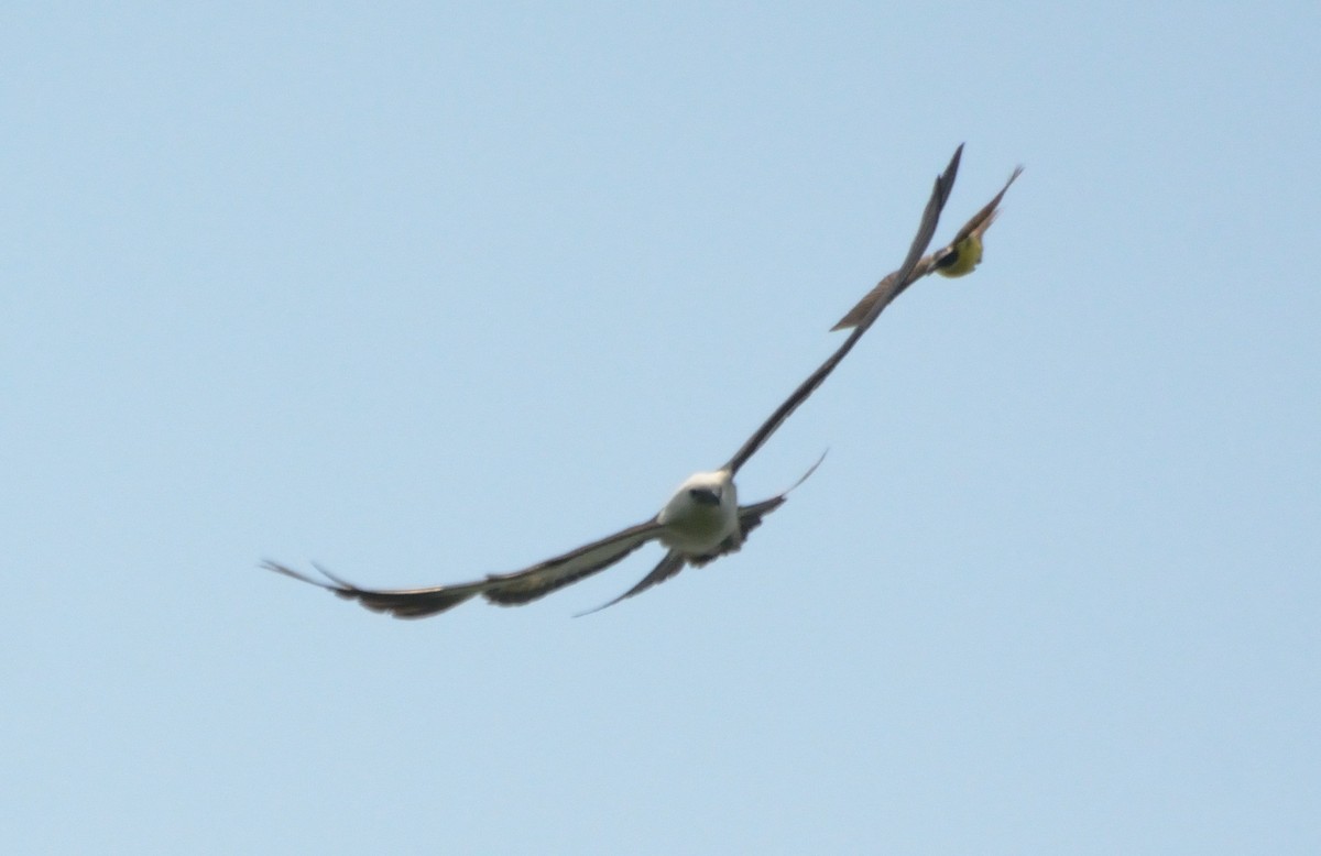 Swallow-tailed Kite - ML348480471