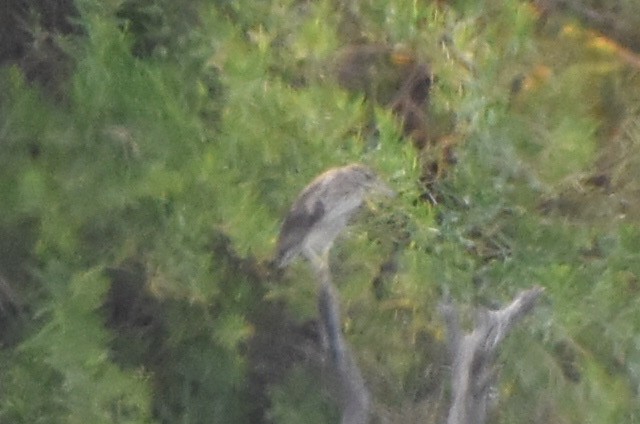 Black-crowned Night Heron - ML348480641