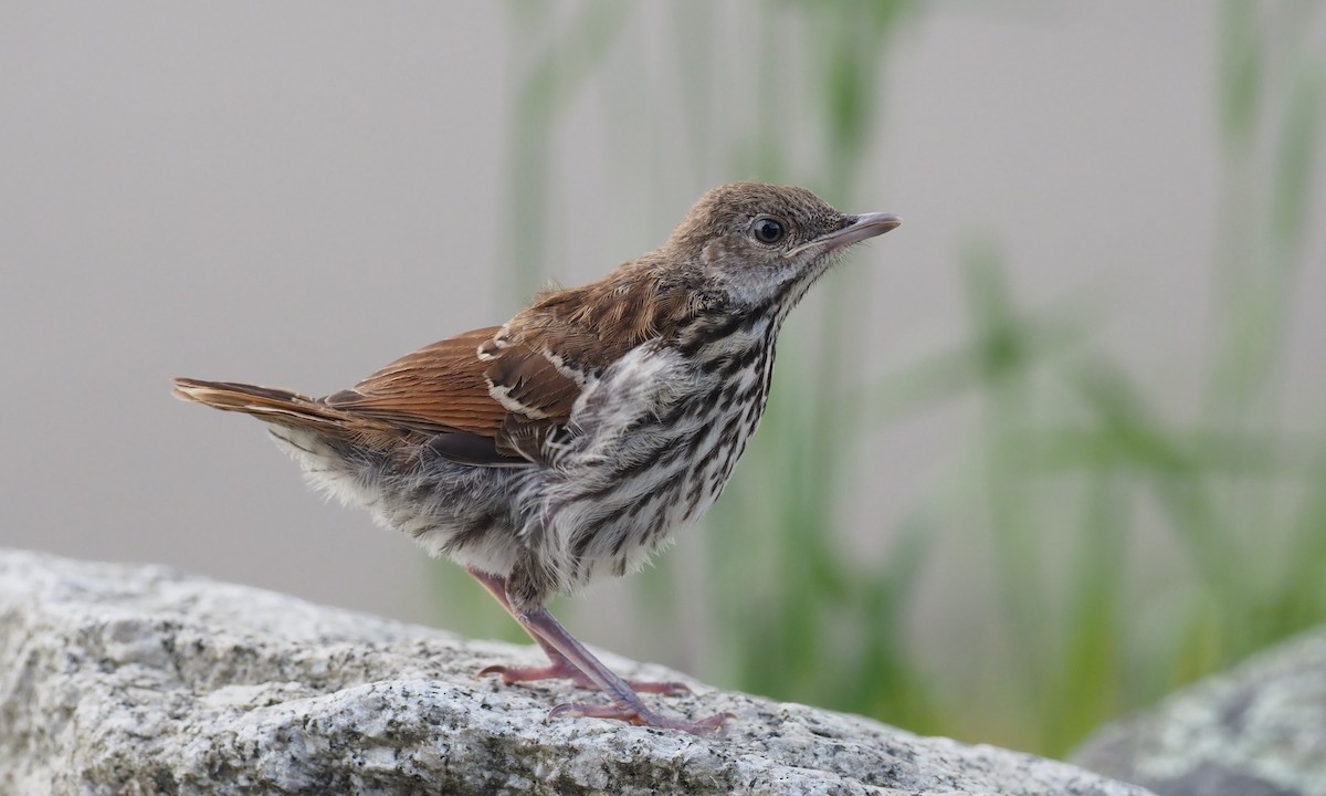 Brown Thrasher - ML348481561