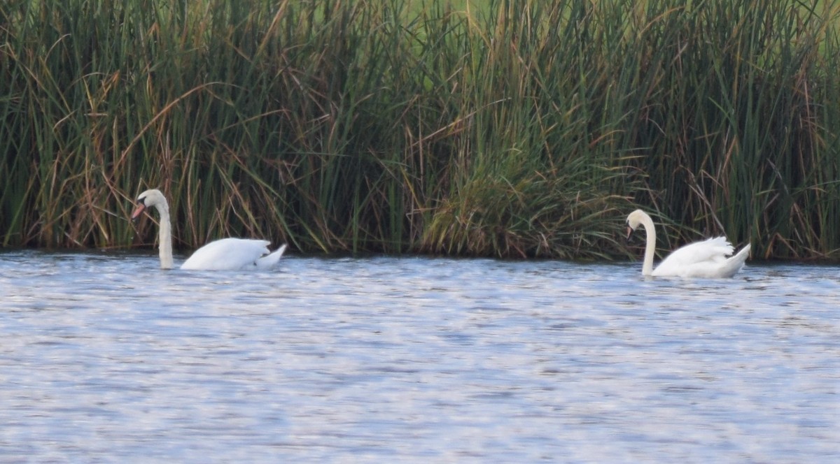 Mute Swan - ML348481641