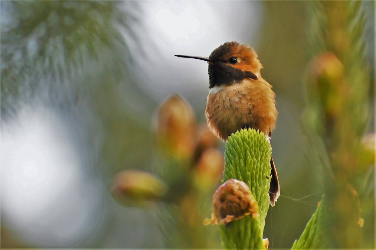 Rufous Hummingbird - Timothy Piranian