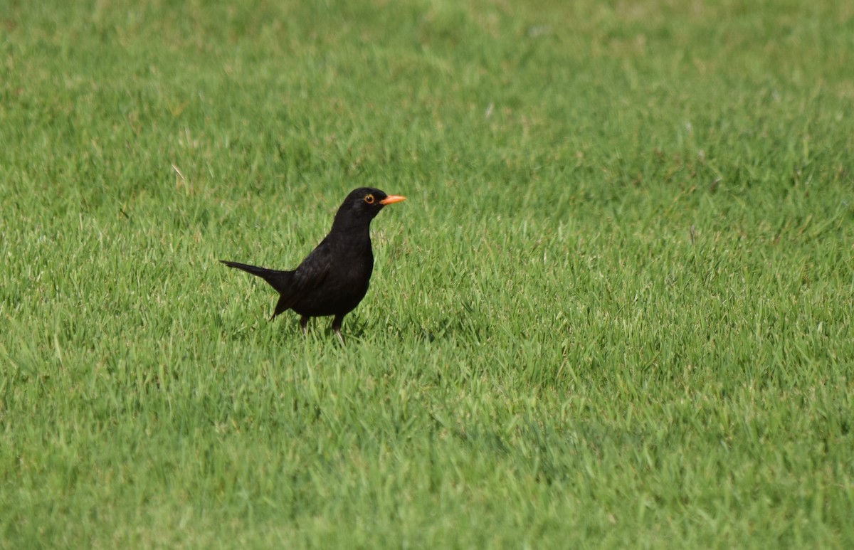 Eurasian Blackbird - ML348483971