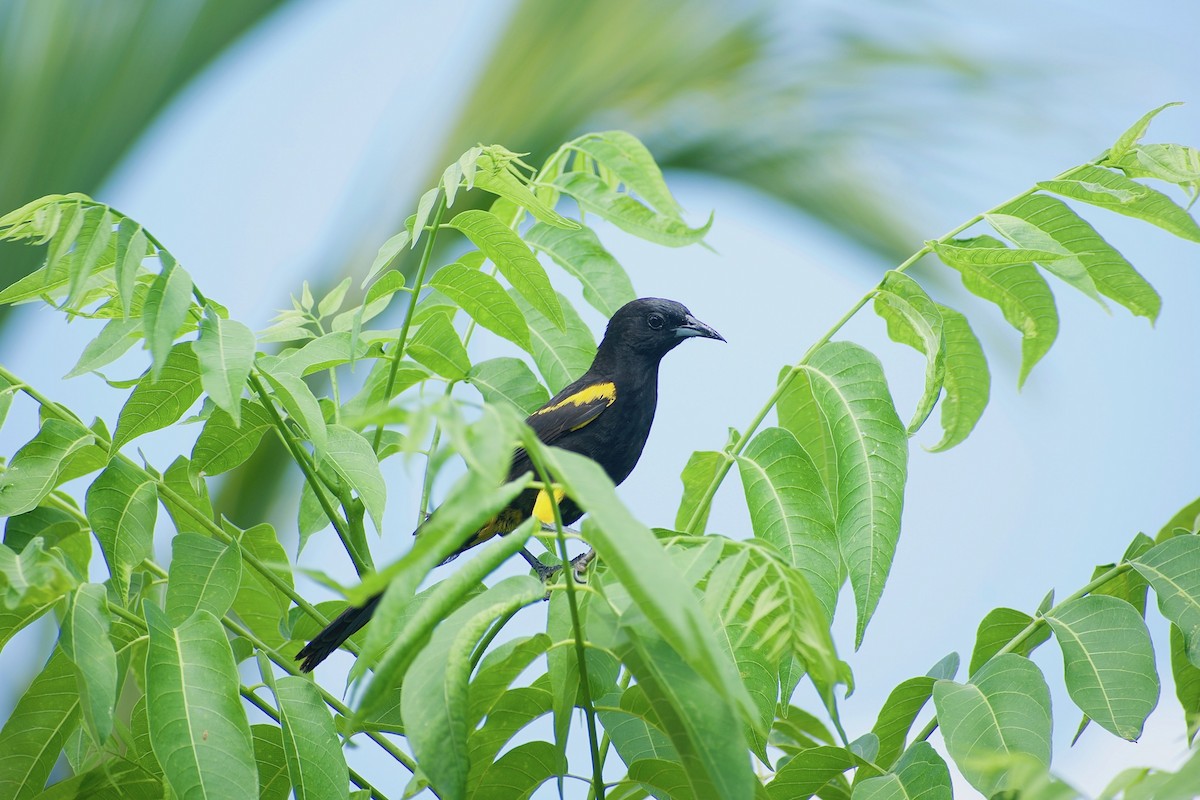 Cuban Oriole - ML348484381