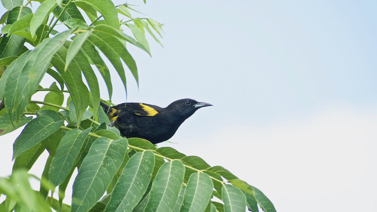 Cuban Oriole - ML348484521