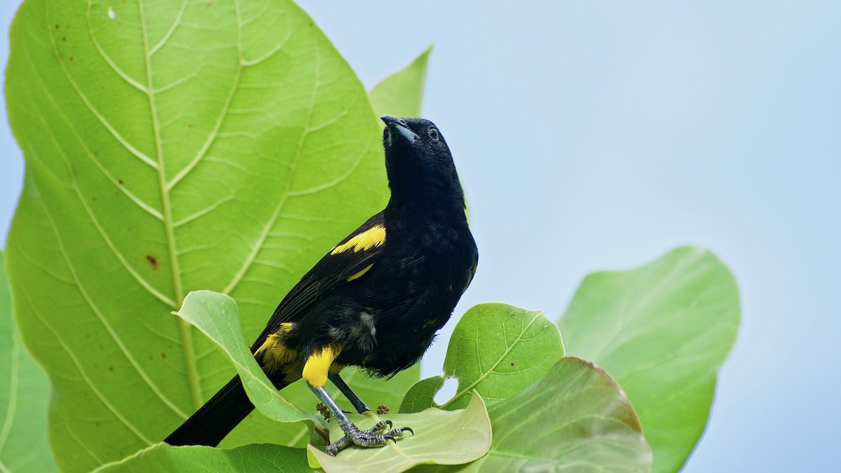 Cuban Oriole - ML348484541