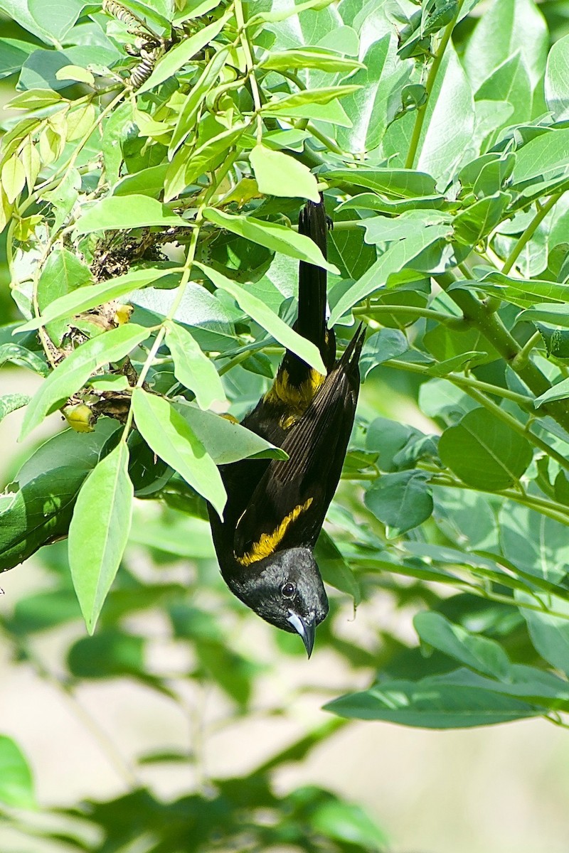 Cuban Oriole - ML348484571