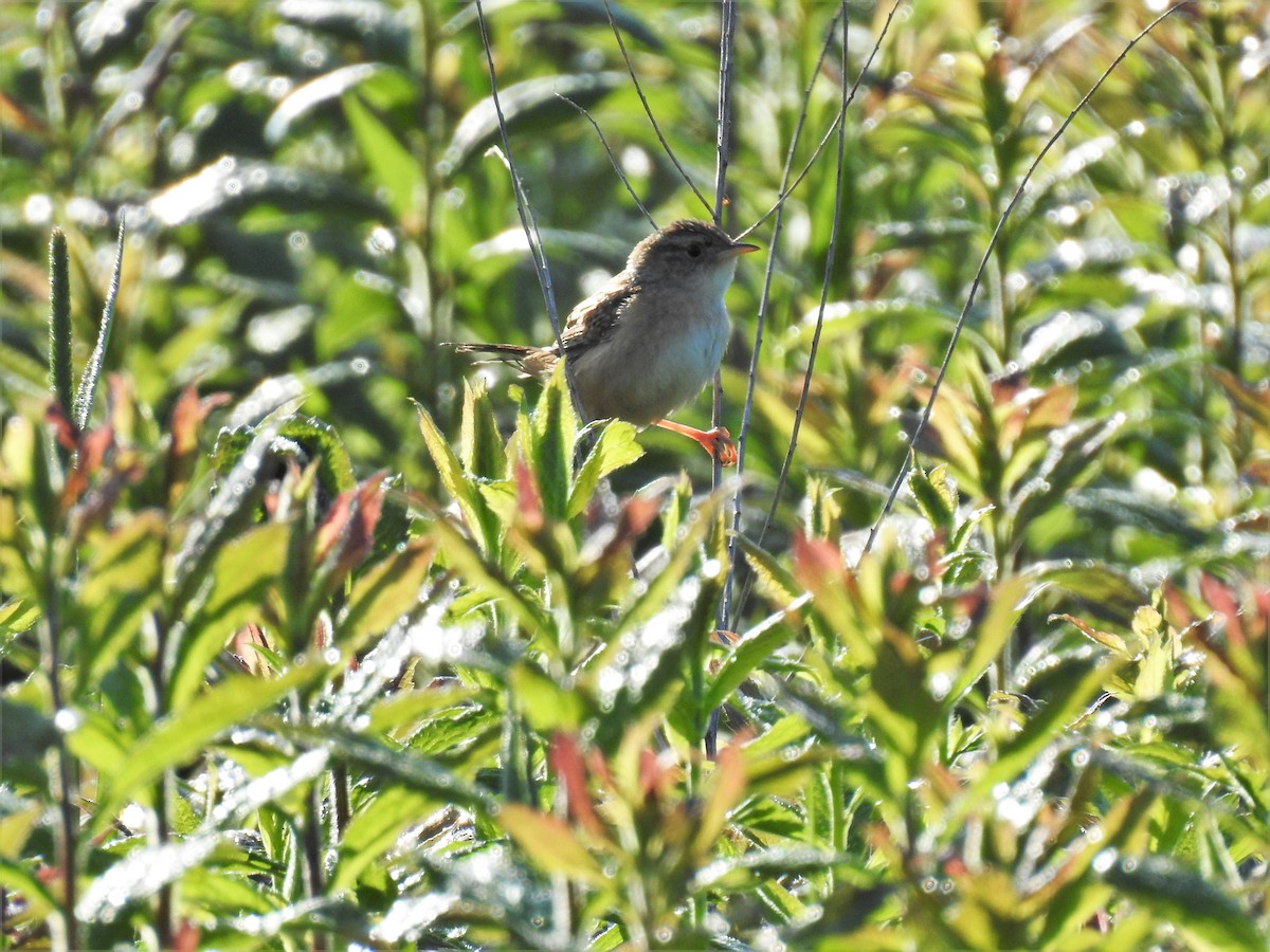 Sedge Wren - Matt Nusstein