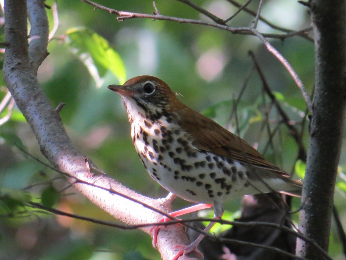 Wood Thrush - ML34848641