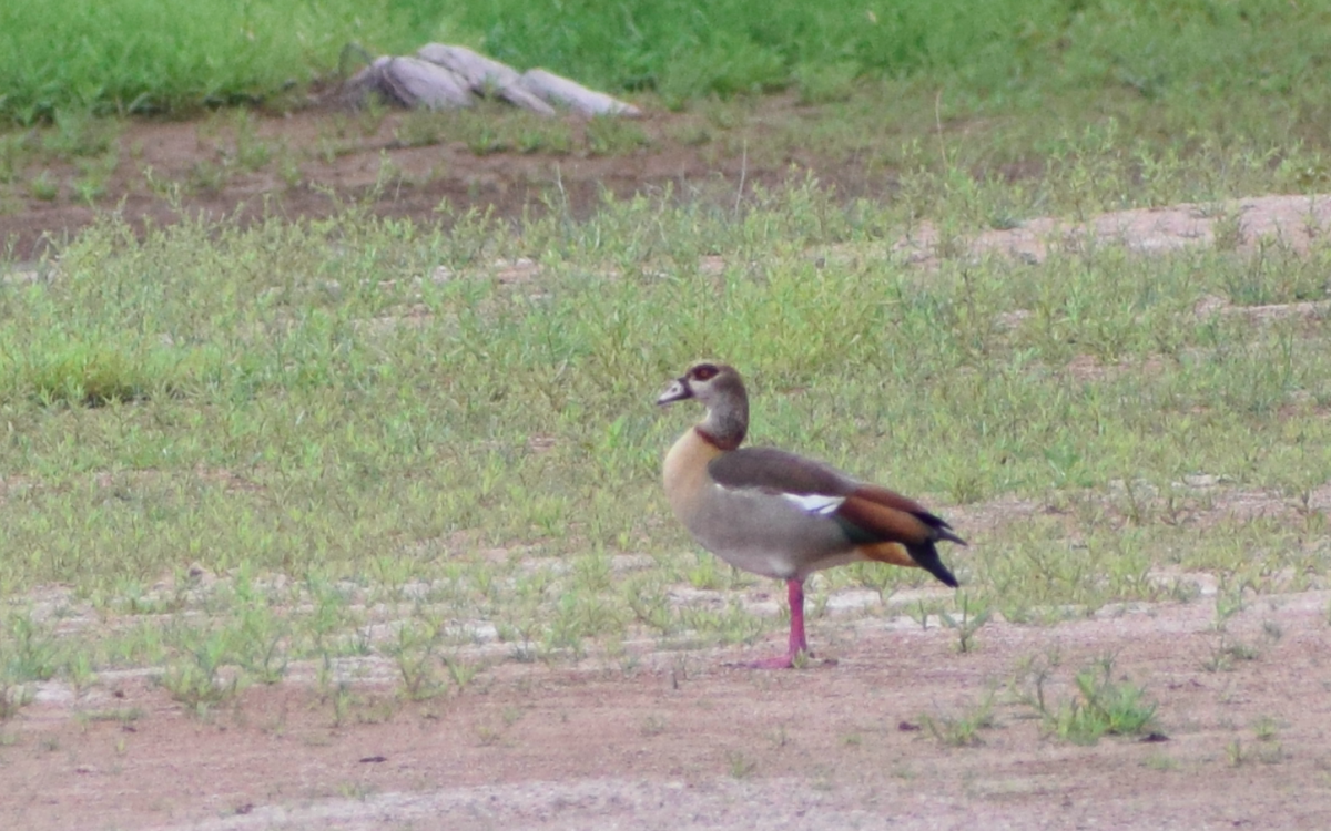 Nilgans - ML348486581