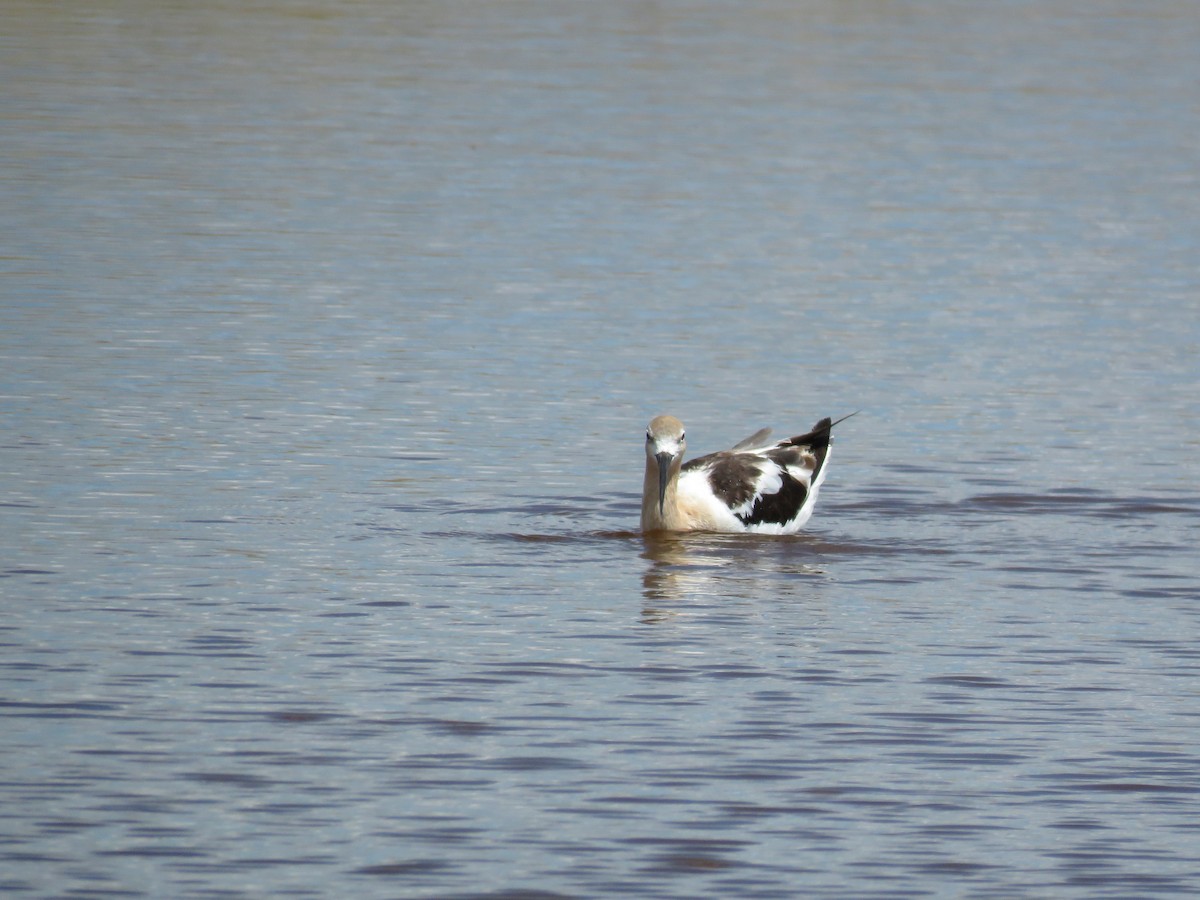 American Avocet - Nathan Martineau