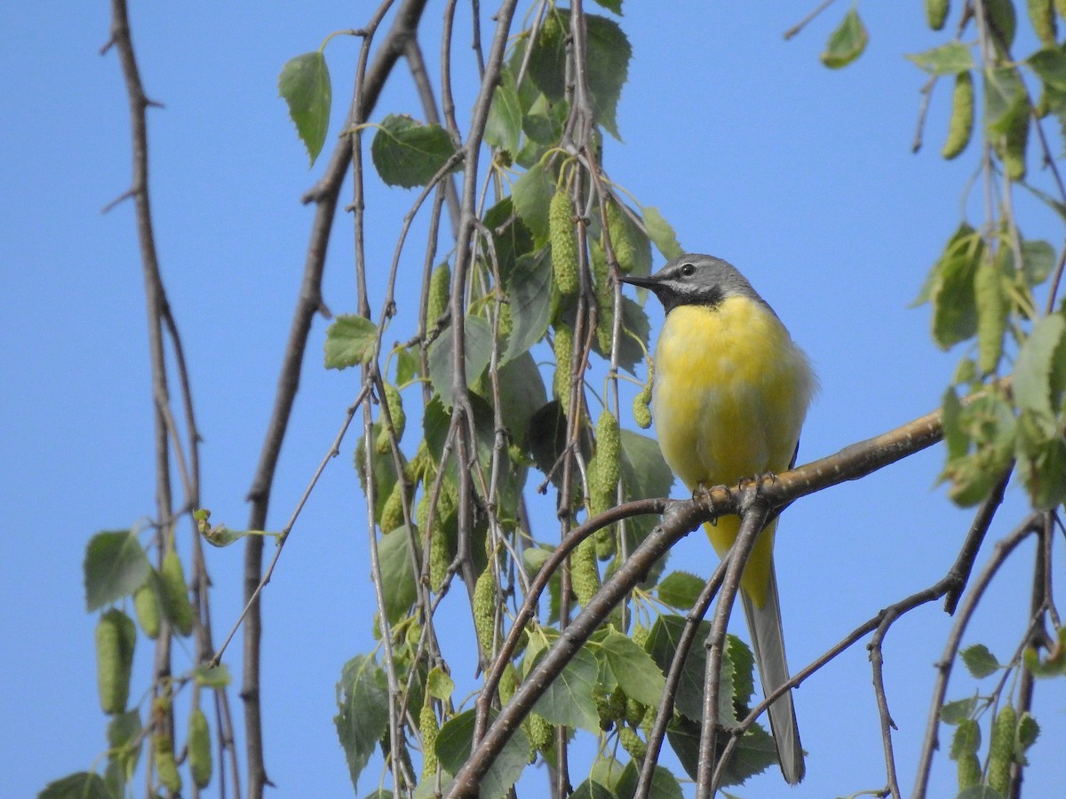 Gray Wagtail - ML348489371