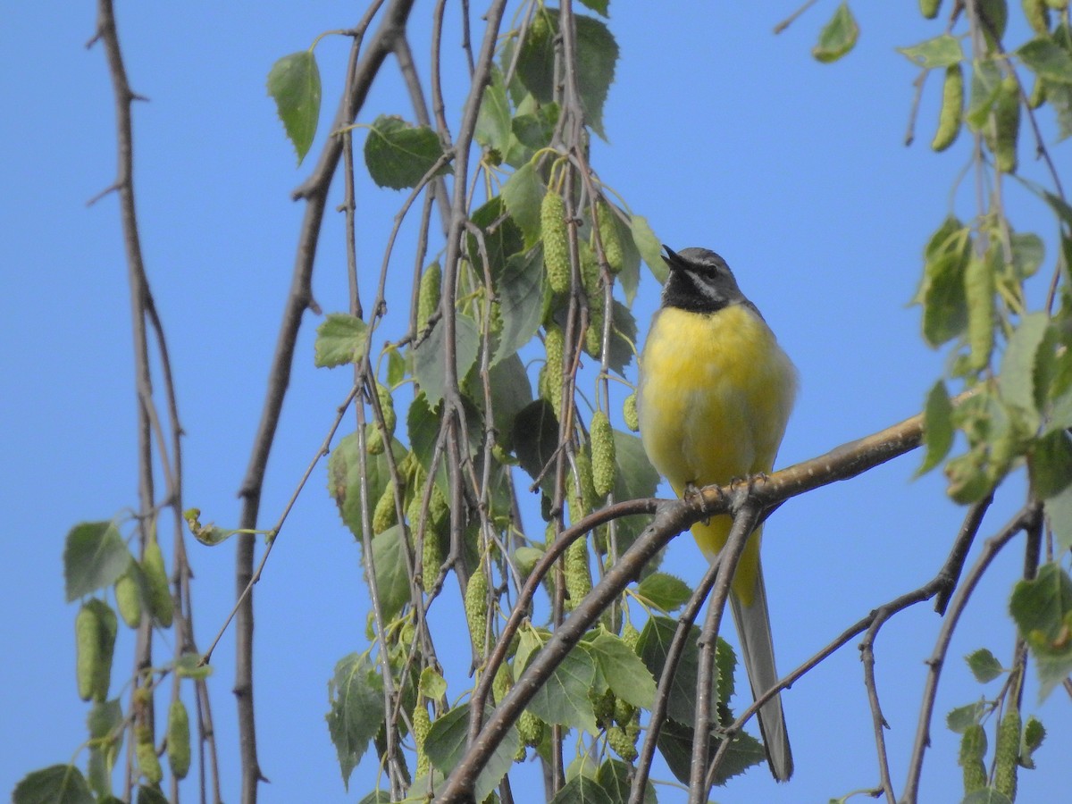 Gray Wagtail - ML348489431