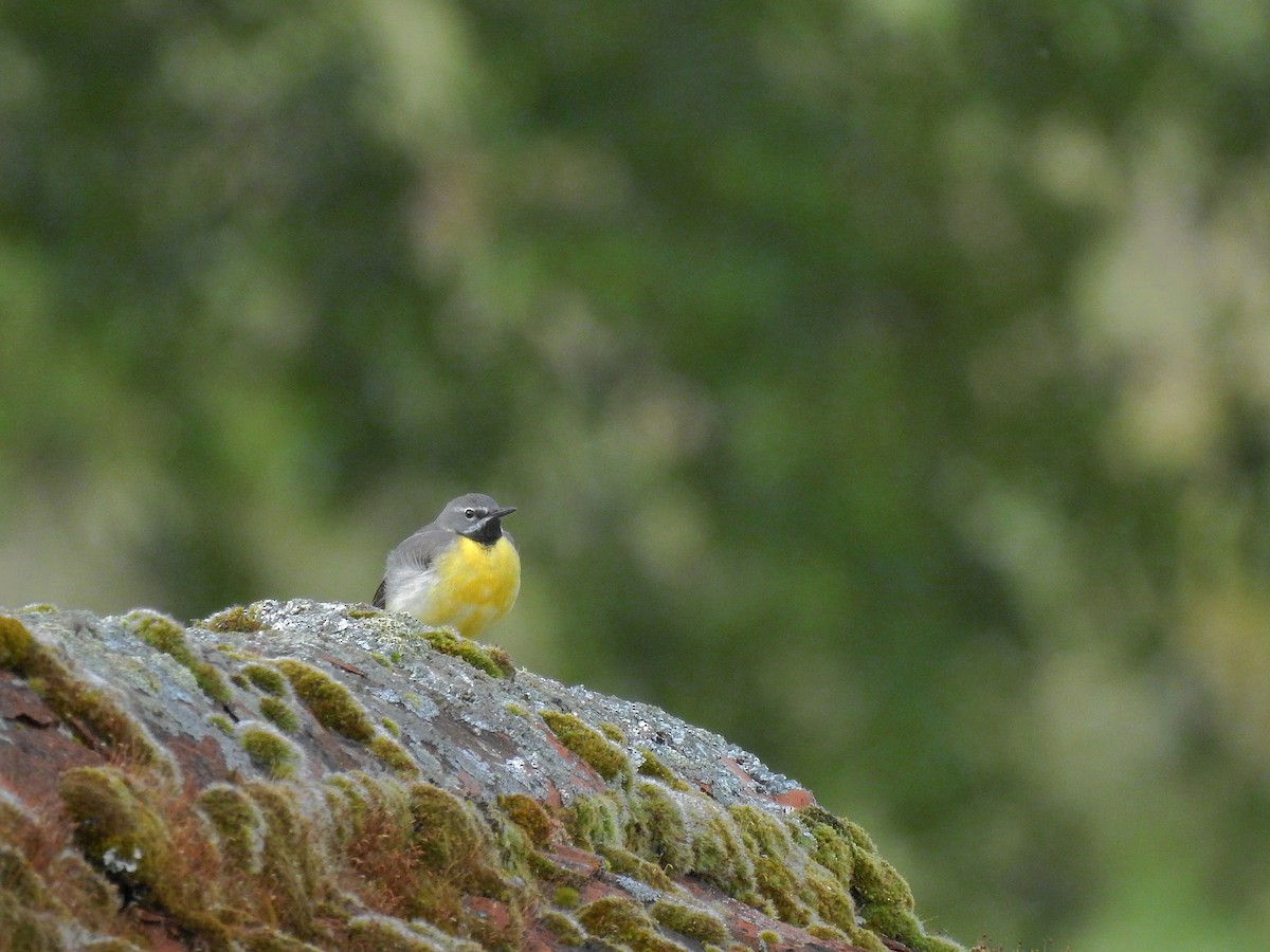 Gray Wagtail - ML348489481