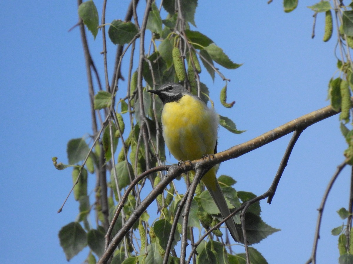 Gray Wagtail - ML348489831