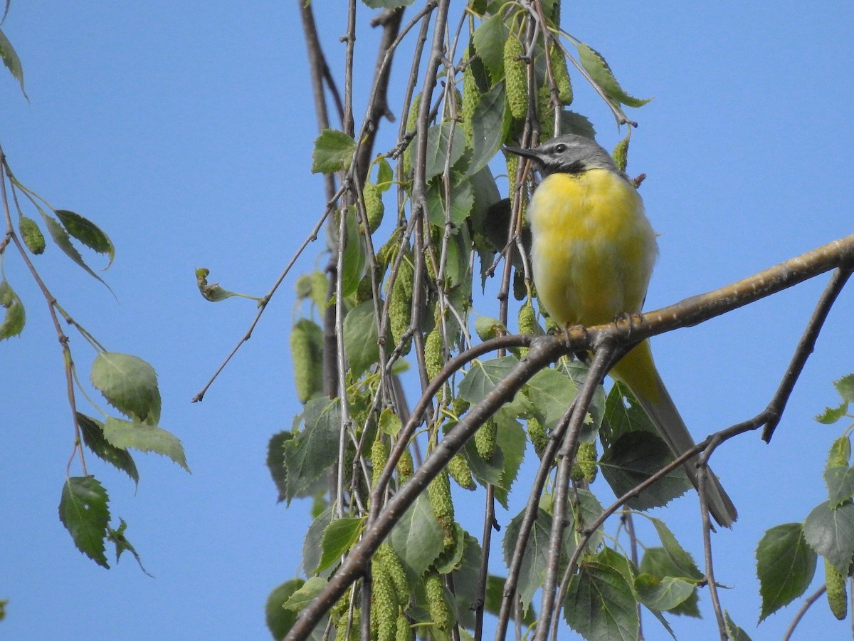 Gray Wagtail - ML348490091