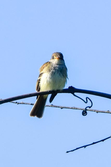 Willow Flycatcher - Ted Kavanagh
