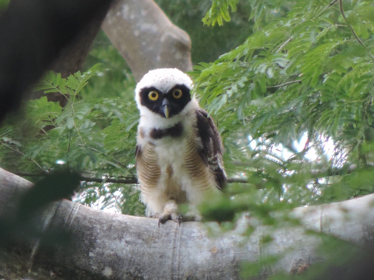 Spectacled Owl - ML348492531