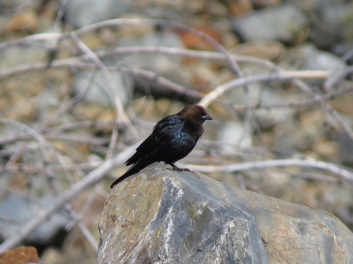 Brown-headed Cowbird - ML348493221
