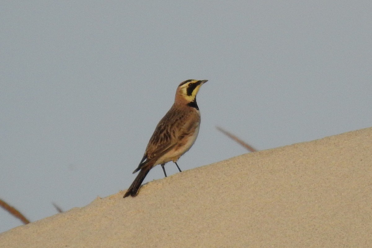 Horned Lark - ML348493611