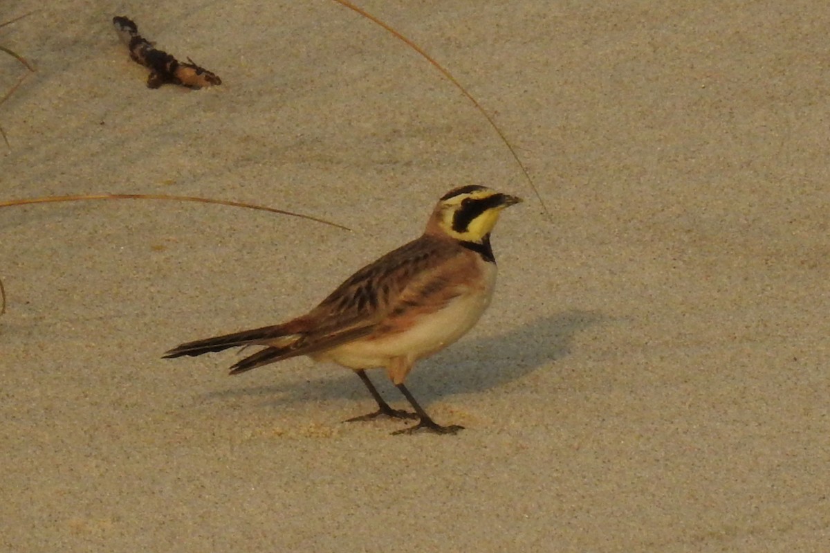 Horned Lark - ML348493621