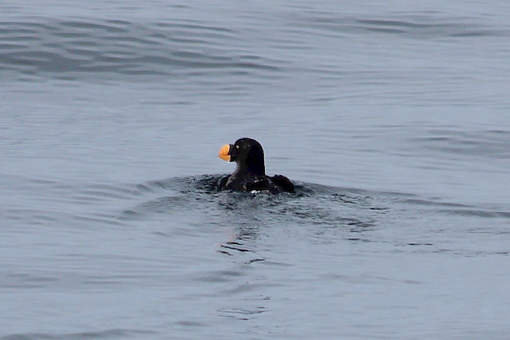 Tufted Puffin - Ken Murphy