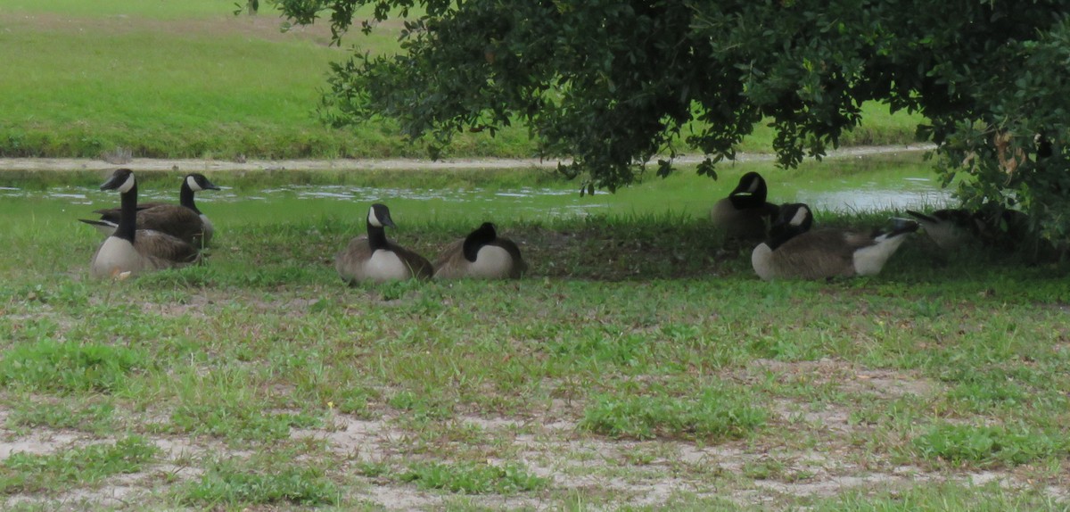 Canada Goose - ML348498501