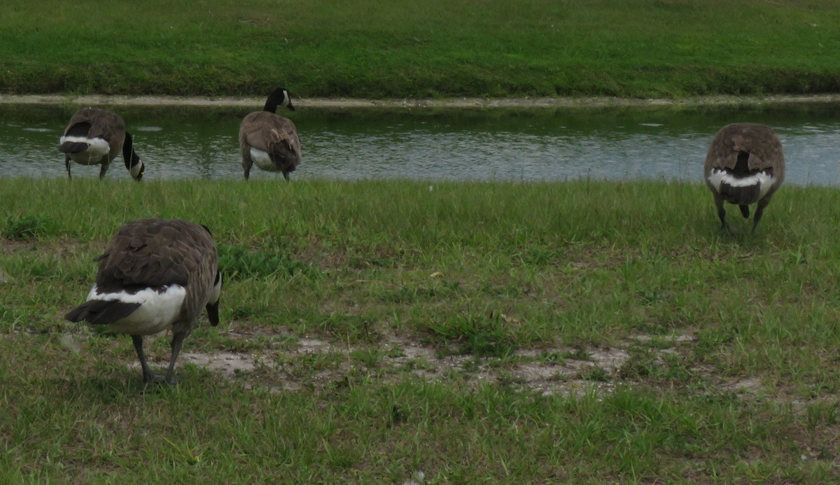 Canada Goose - ML348498511