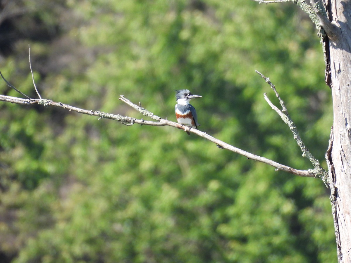 Belted Kingfisher - ML348502171