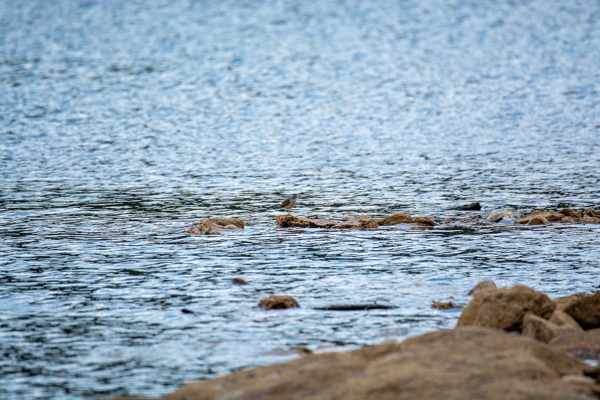 Spotted Sandpiper - ML348507231