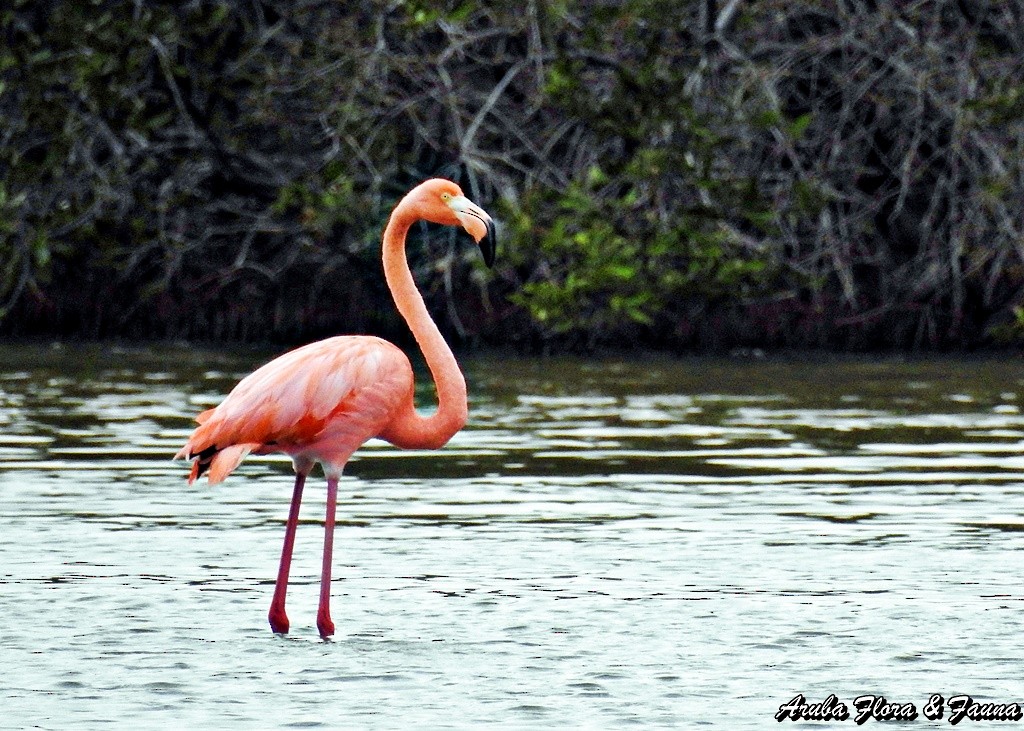 American Flamingo - ML34850881