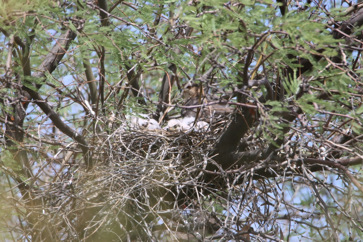 Cooper's Hawk - ML348509101