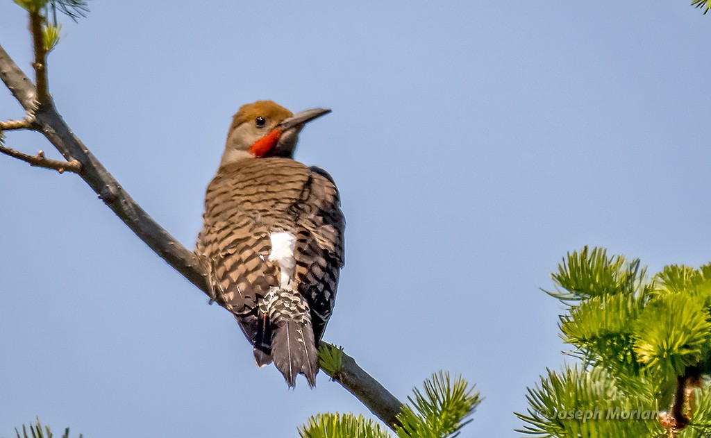 Northern Flicker - Joseph Morlan